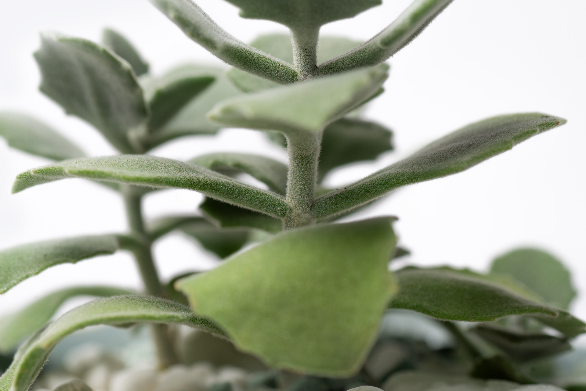 Kalanchoe millotii 千兔耳莖部