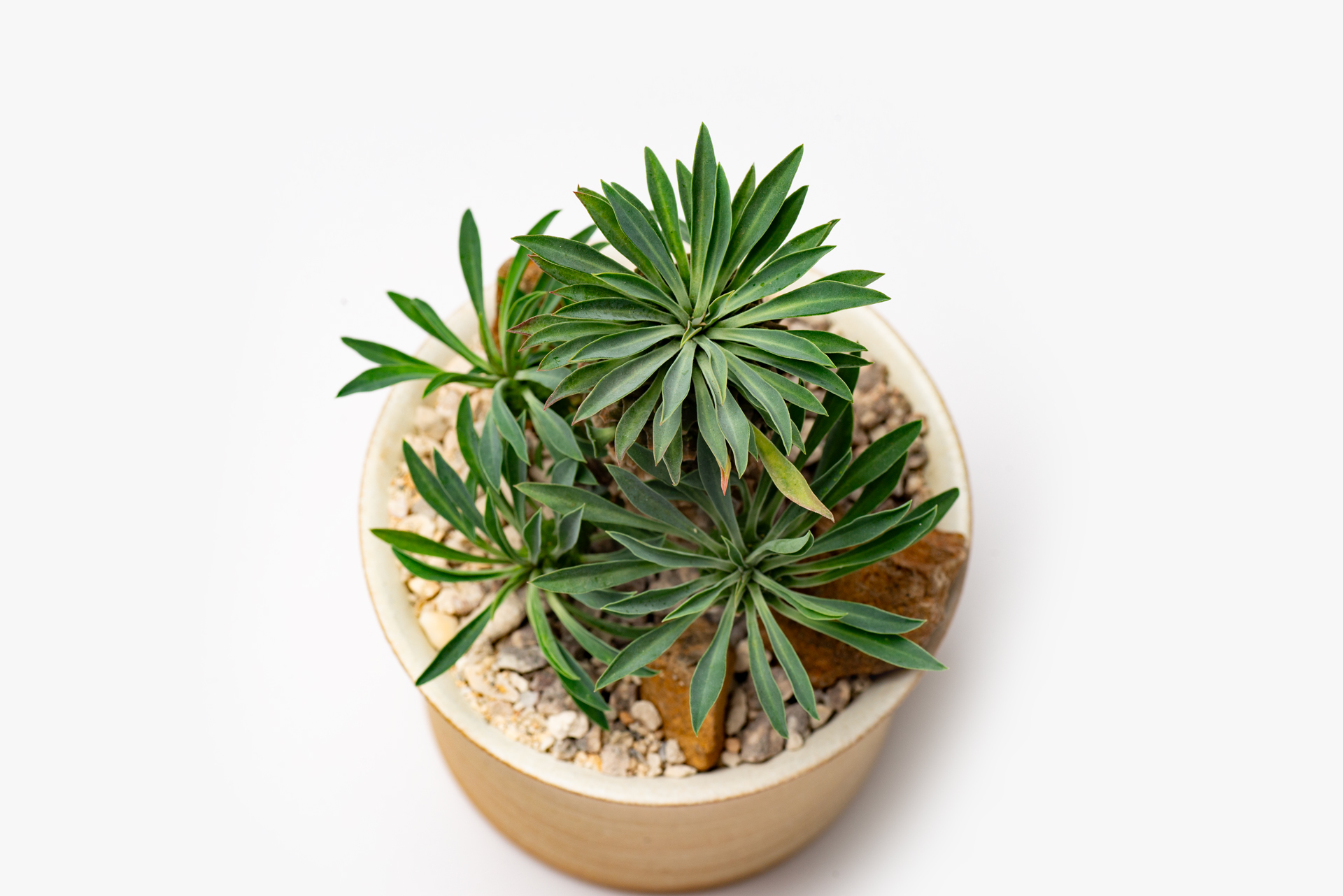 每月一多肉-大戟科怪魔玉植株姿態