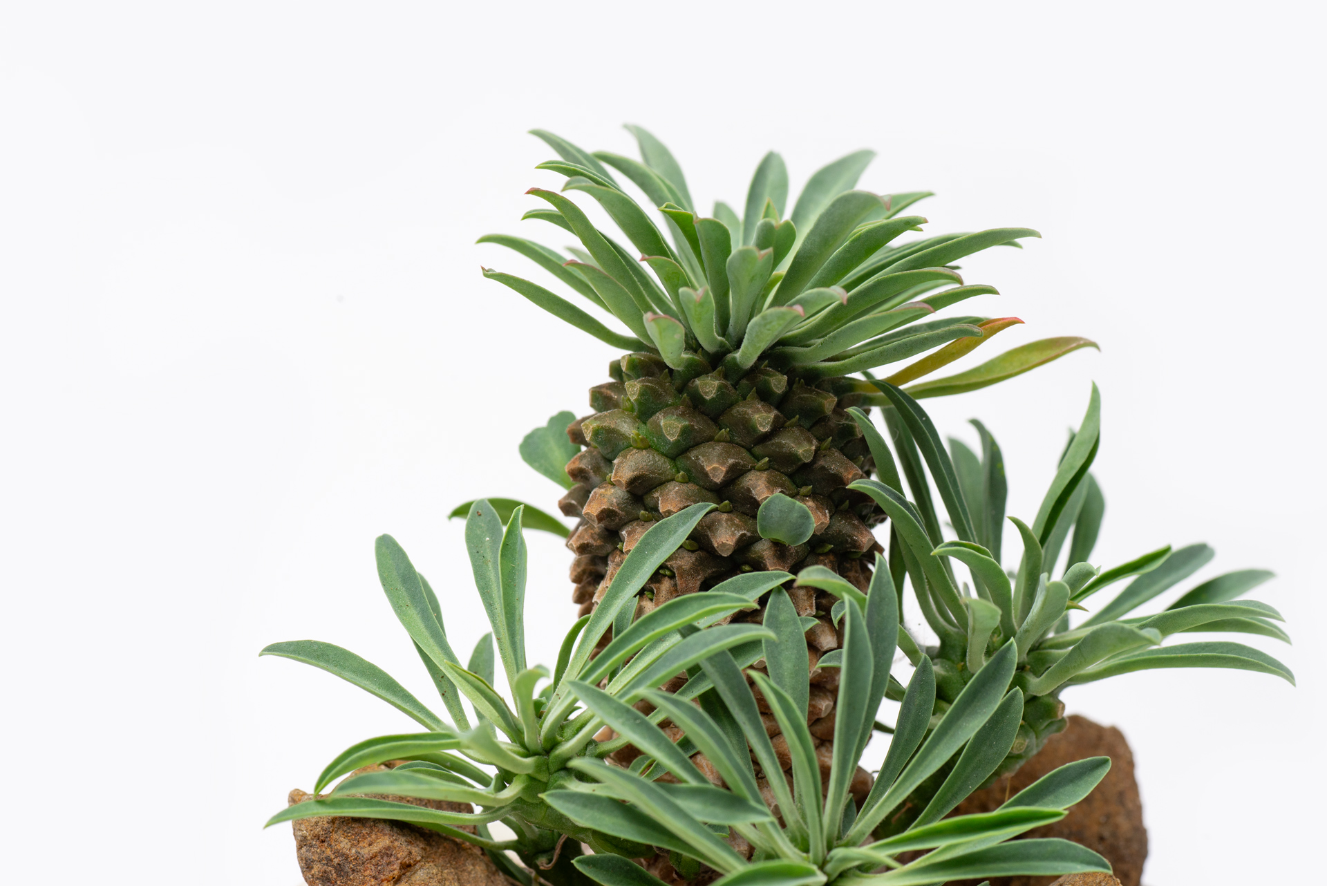 每月一多肉-大戟科怪魔玉頂芽