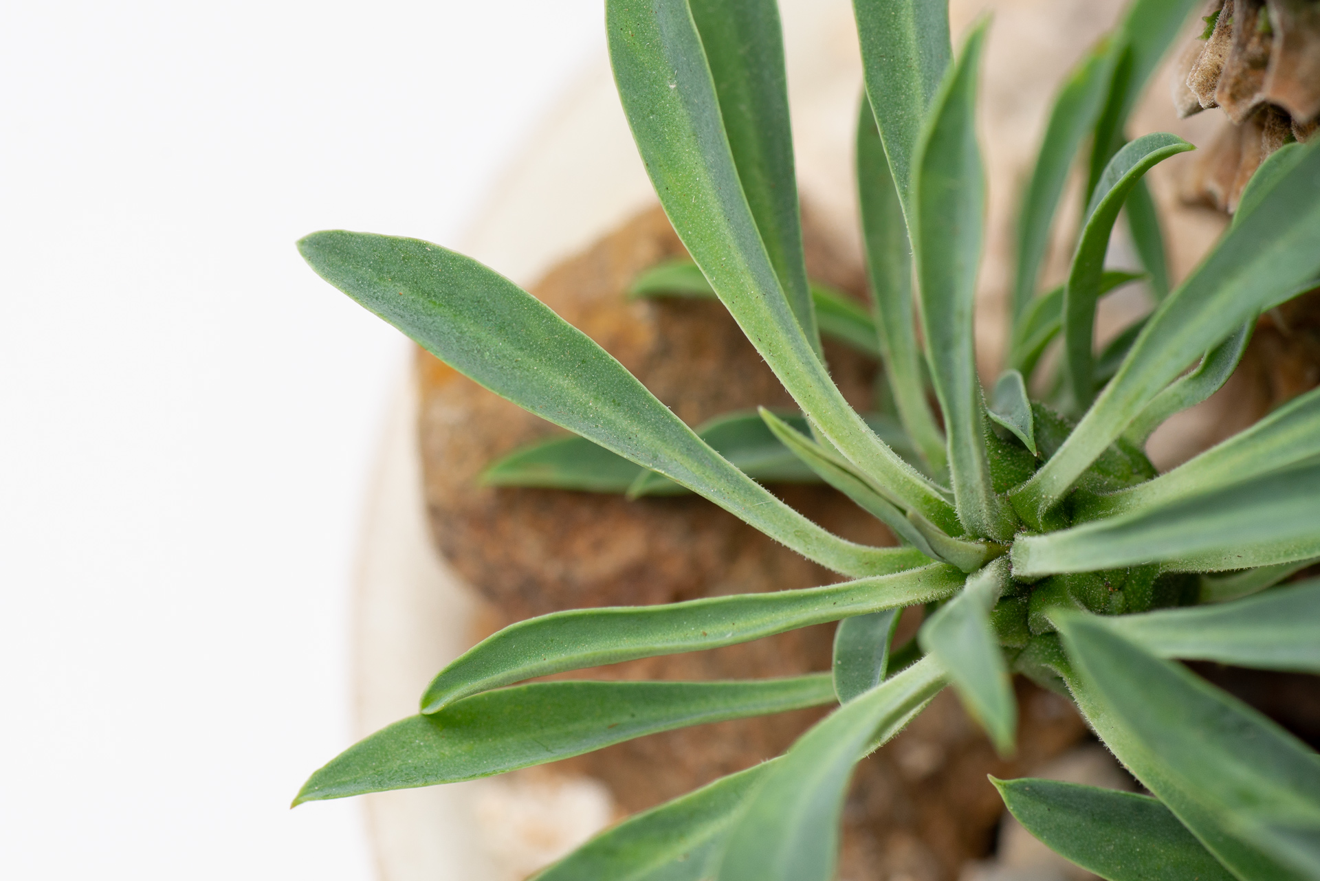 每月一多肉-大戟科怪魔玉細長葉片