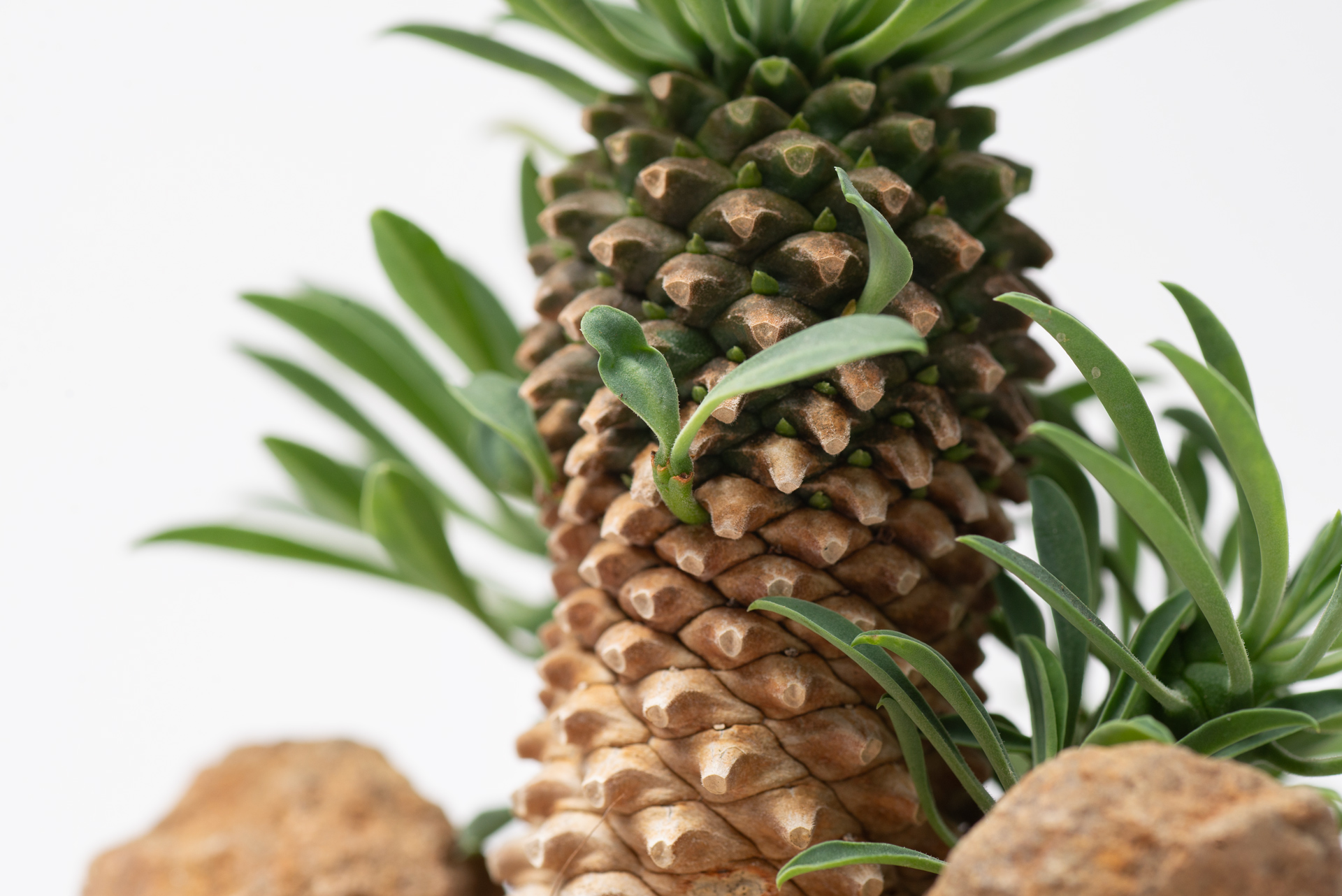 每月一多肉-大戟科怪魔玉側芽