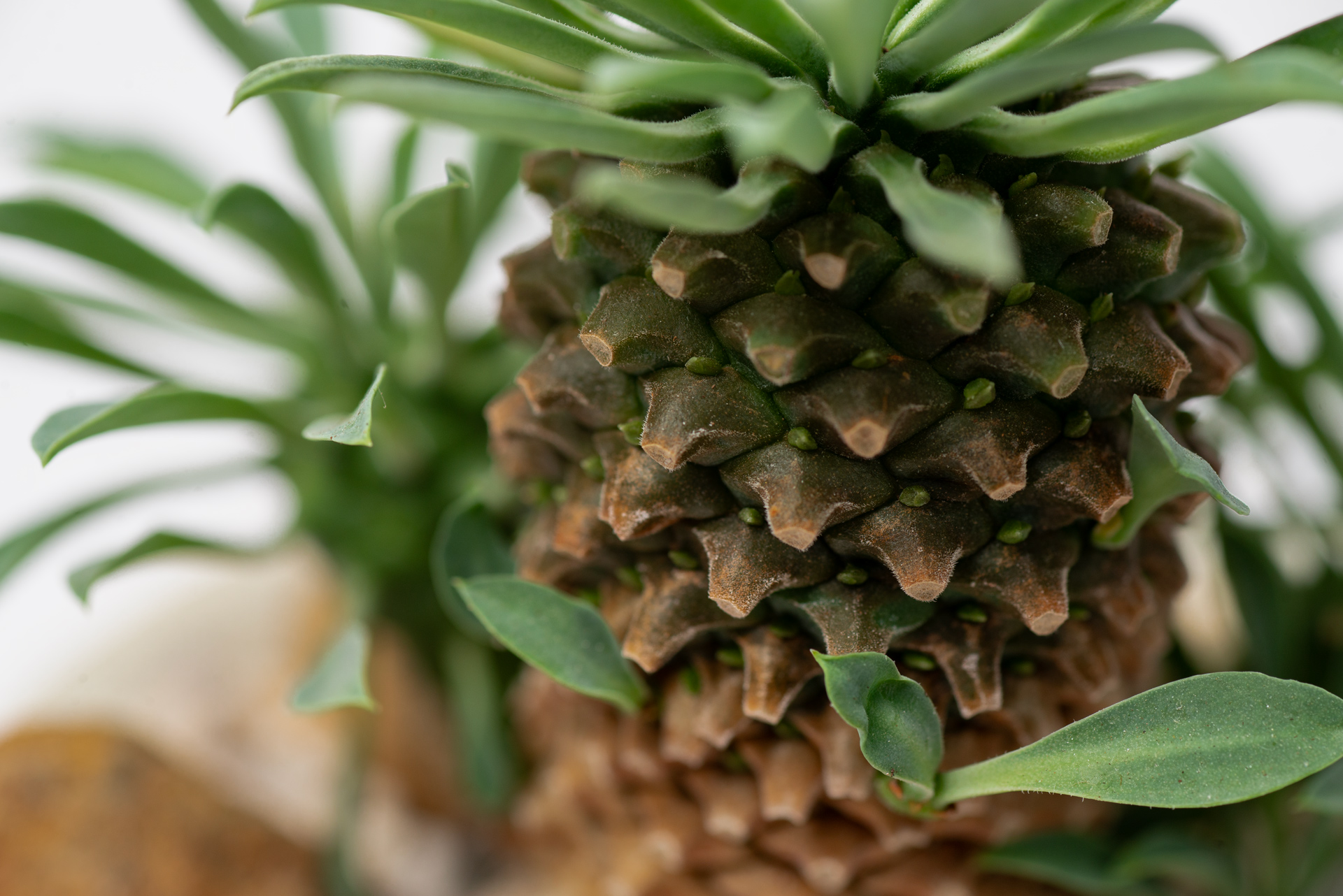 每月一多肉-大戟科怪魔玉