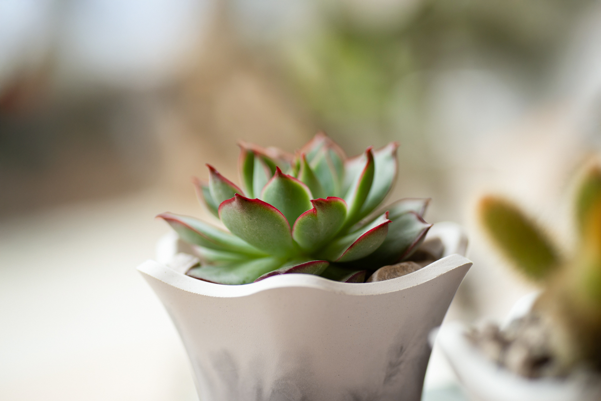 水泥植栽手作課企業包班-多肉植栽