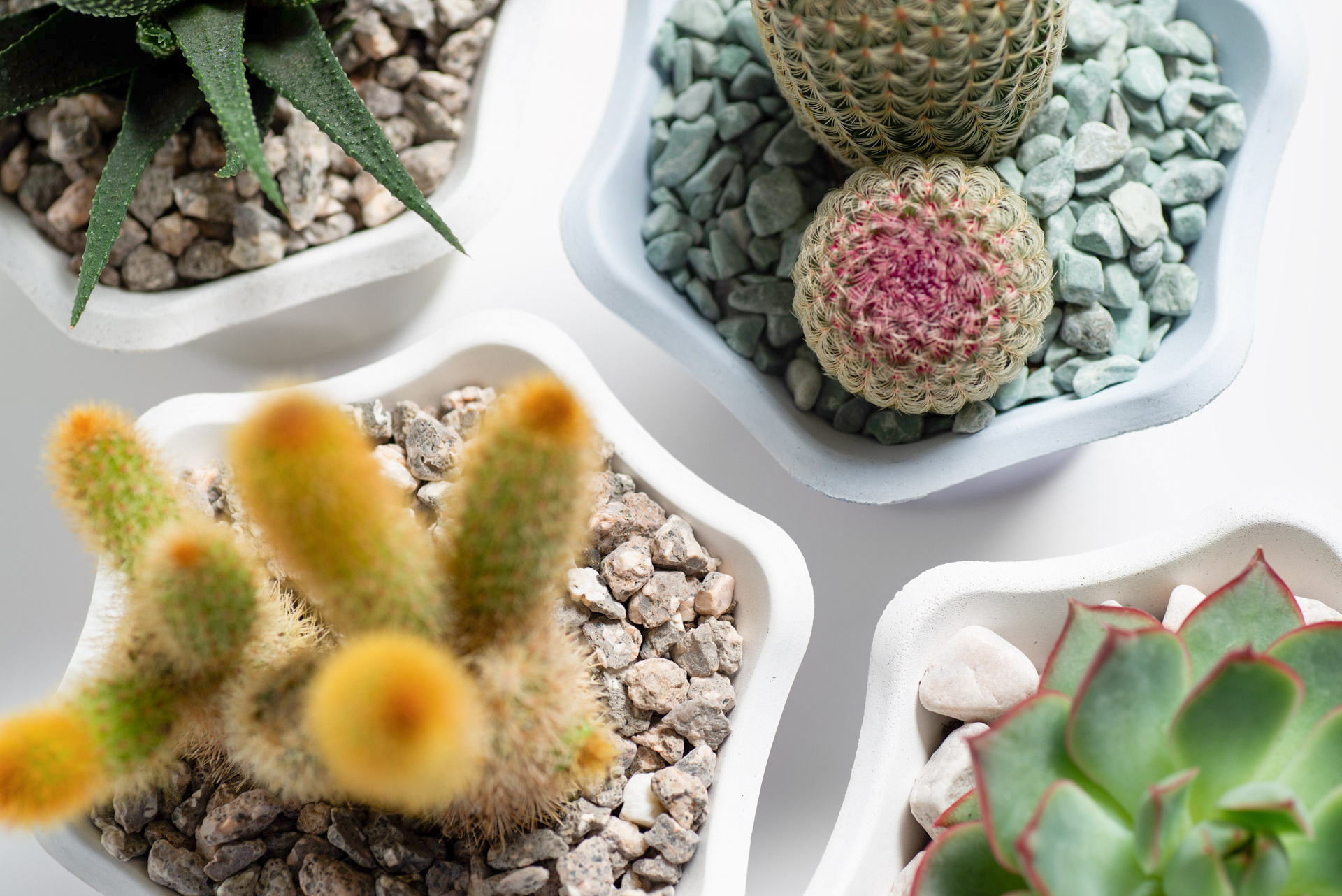 水泥植栽手作課企業包班-植栽俯視