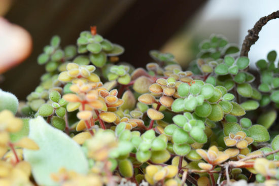景天科多肉植物 波尼亞