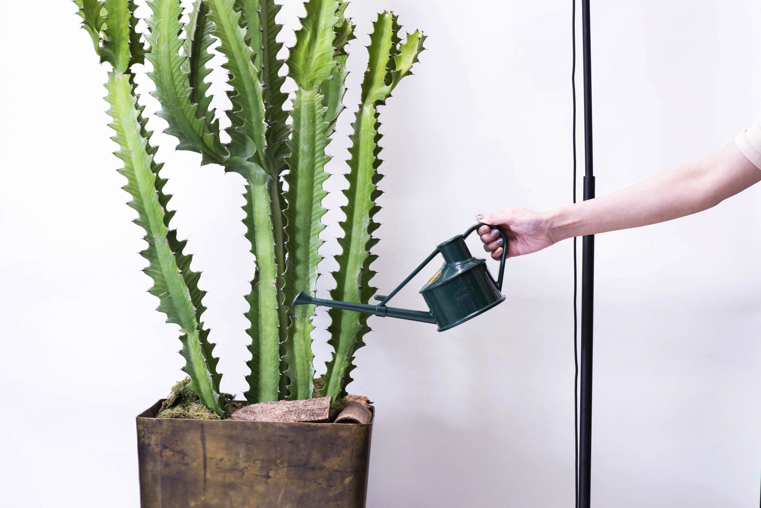 【完整教學】植物照顧終極指南 向黑手指說掰掰 澆水大型龍骨黃銅盆器落地型盆栽5 scaled