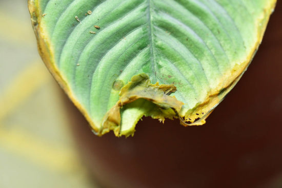 濕度不足葉片黃爛