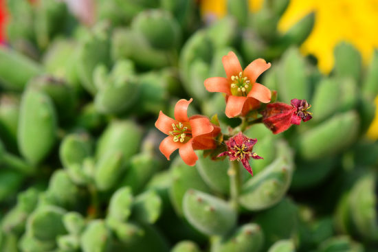 景天科多肉植物 熊童子1