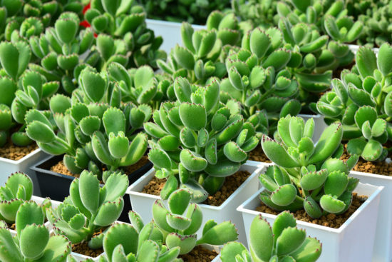 景天科多肉植物 熊童子2