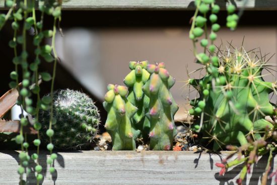 什麼是多肉植物