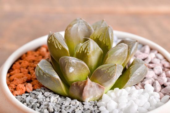 多肉圖鑑：玉露壽 阿福花科 玉露壽 阿福花科 多肉15 1