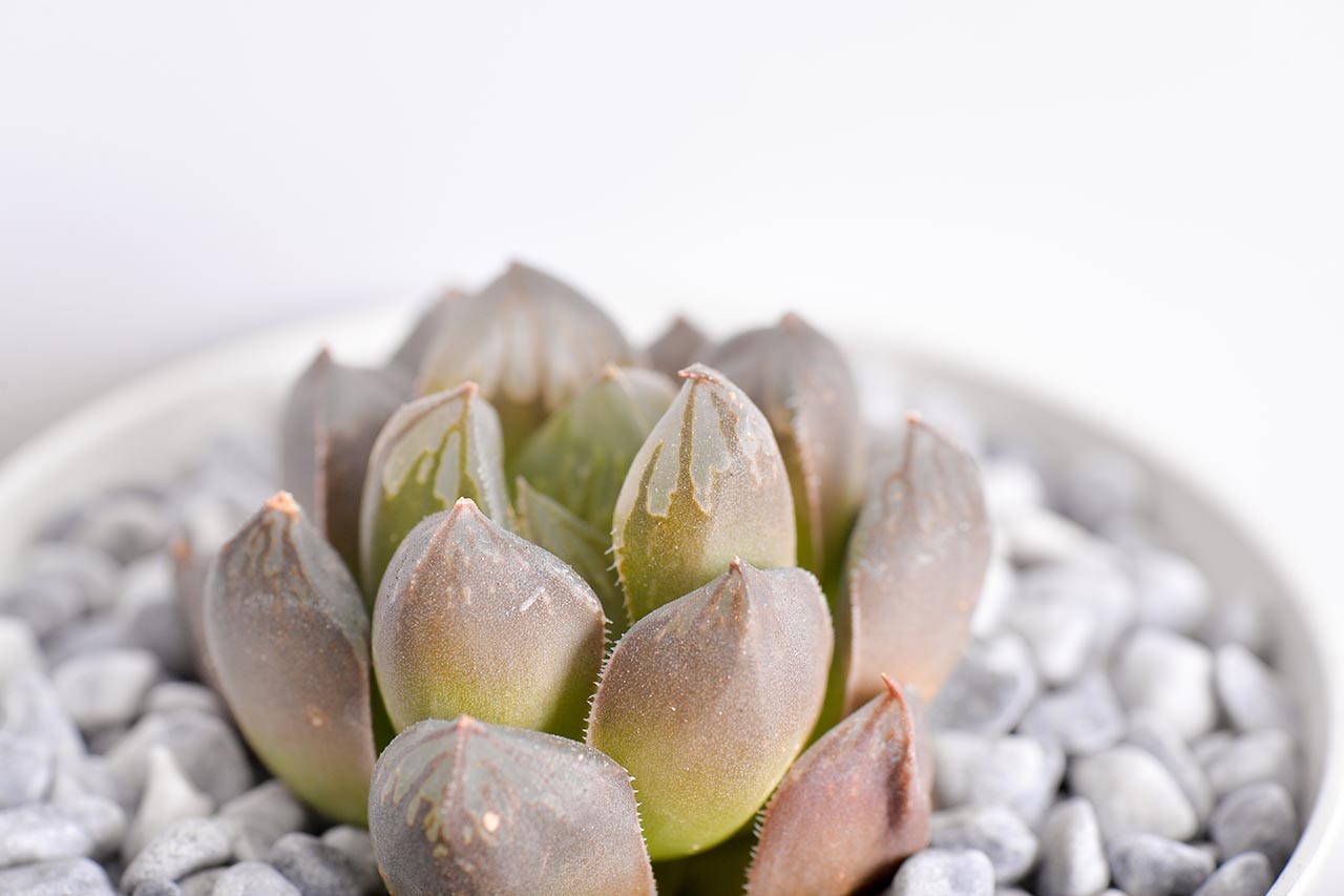 玉露壽 阿福花科 多肉2