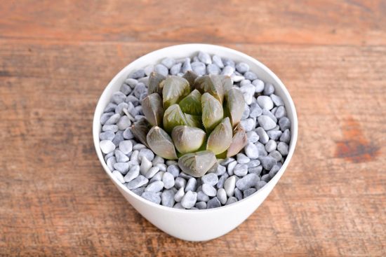 玉露壽頂端拍攝