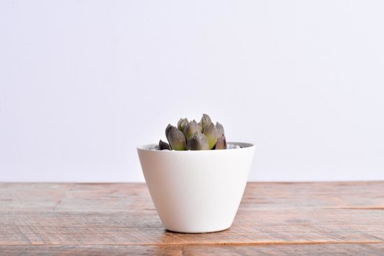 多肉圖鑑：玉露壽 阿福花科 玉露壽 阿福花科 多肉9 1