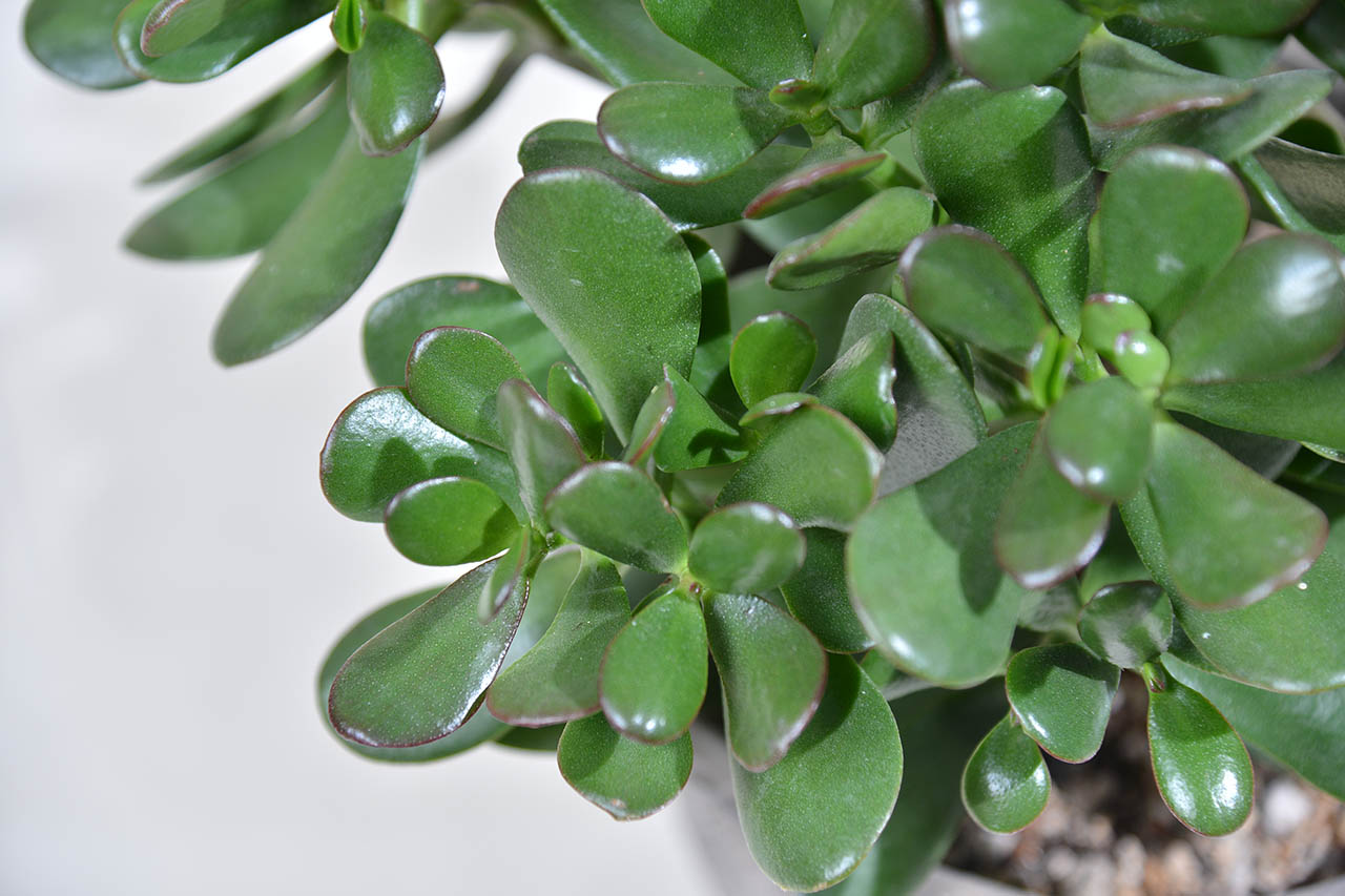 中型大小的多肉發財樹，可愛圓圓厚厚的葉子給人相當療癒的感受，與盆器搭配而成的發財樹盆栽更是送禮的好選擇