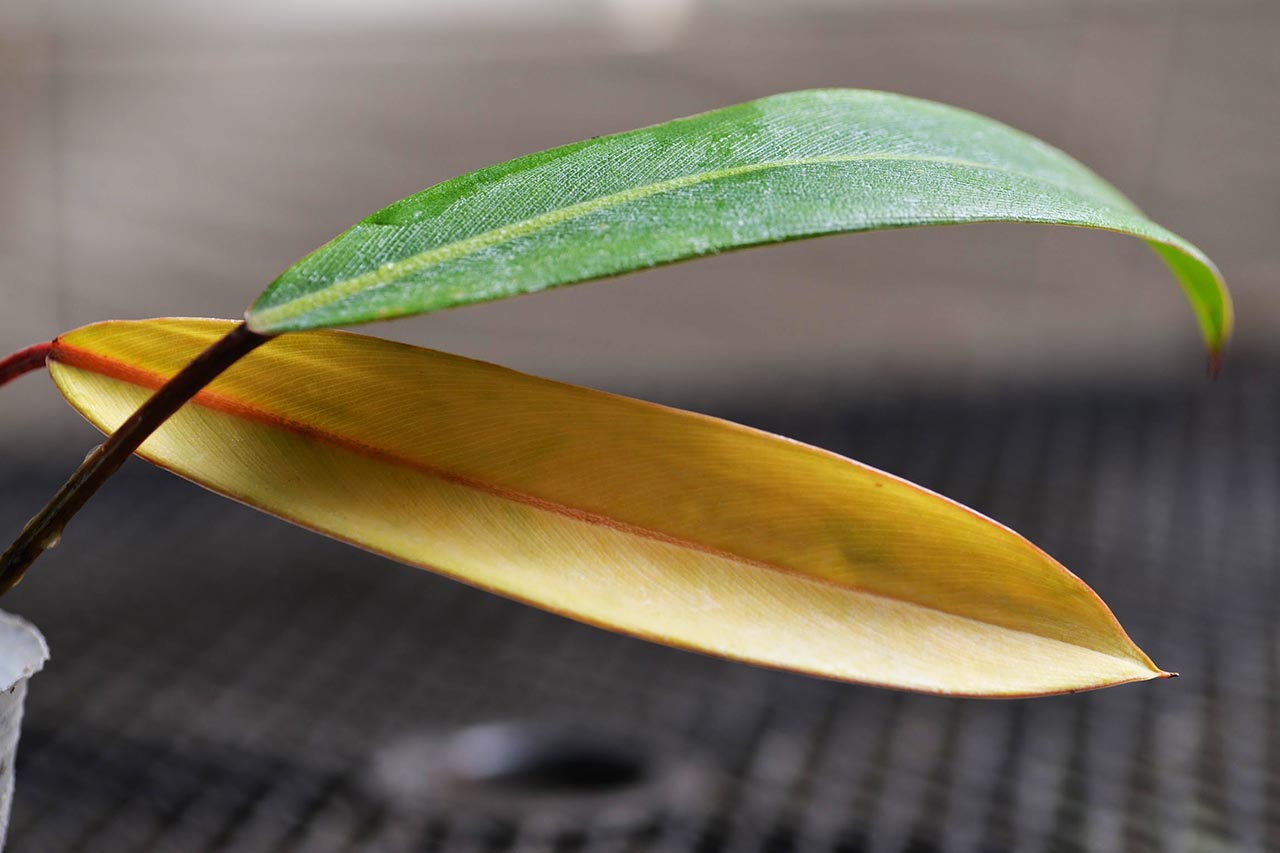 盆器太小導致根系不健康黃葉