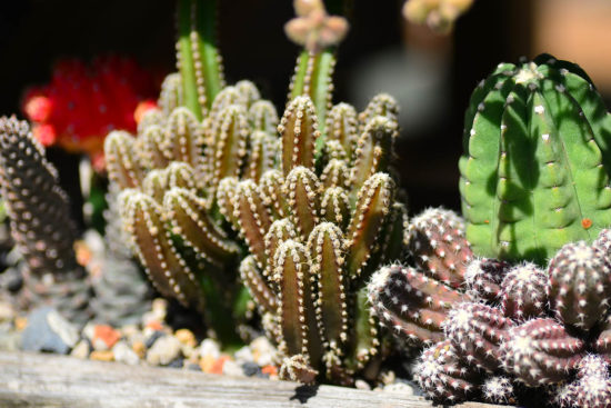 植物照顧的關鍵因素