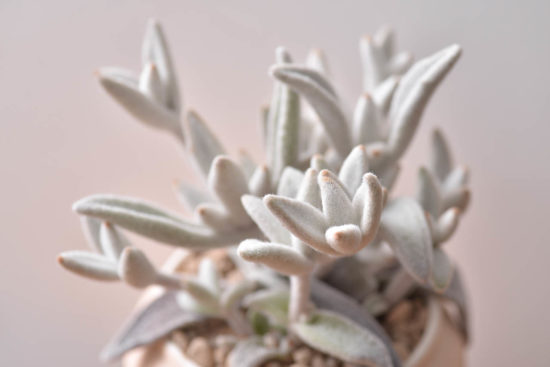 福兔耳多肉盆栽3