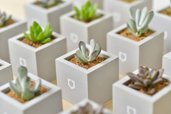 景天科多肉植物 福娘 多肉1