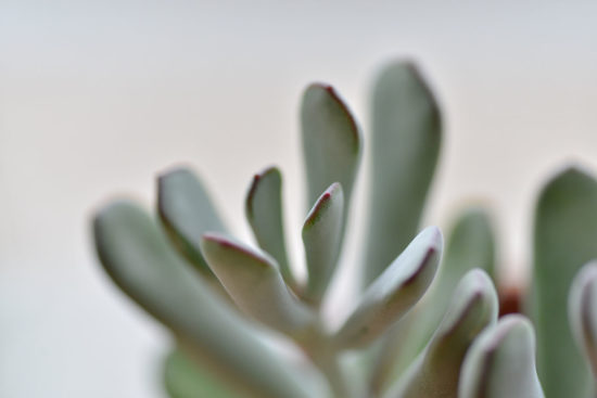 景天科多肉植物 福娘 多肉3