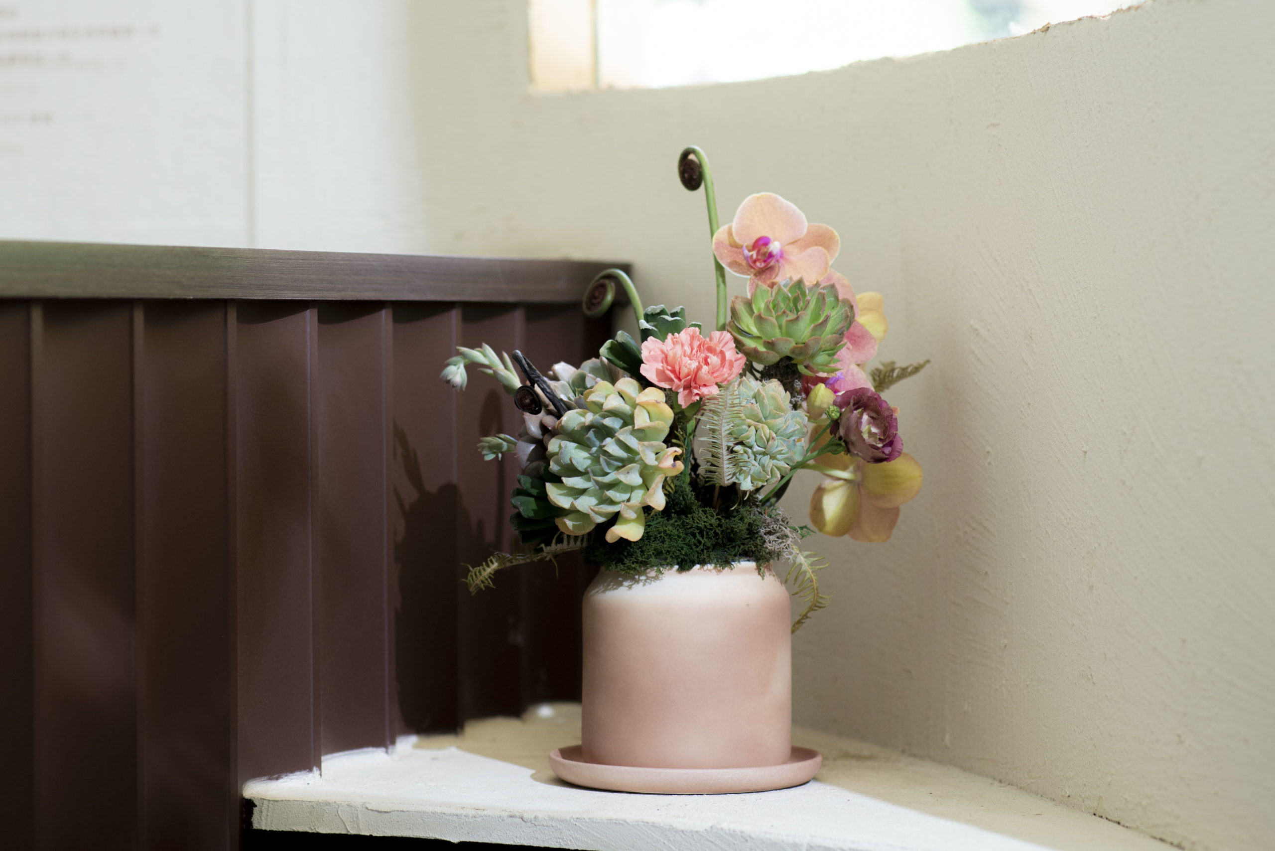 輕舞飛揚 SUCCULAND1 scaled