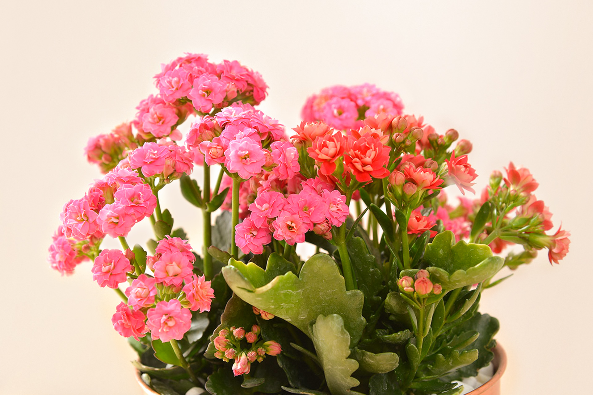 長壽花與蘭花，春節開花盆栽怎麼選？ 紅花與黃花長壽花盆栽 9 30 拷貝