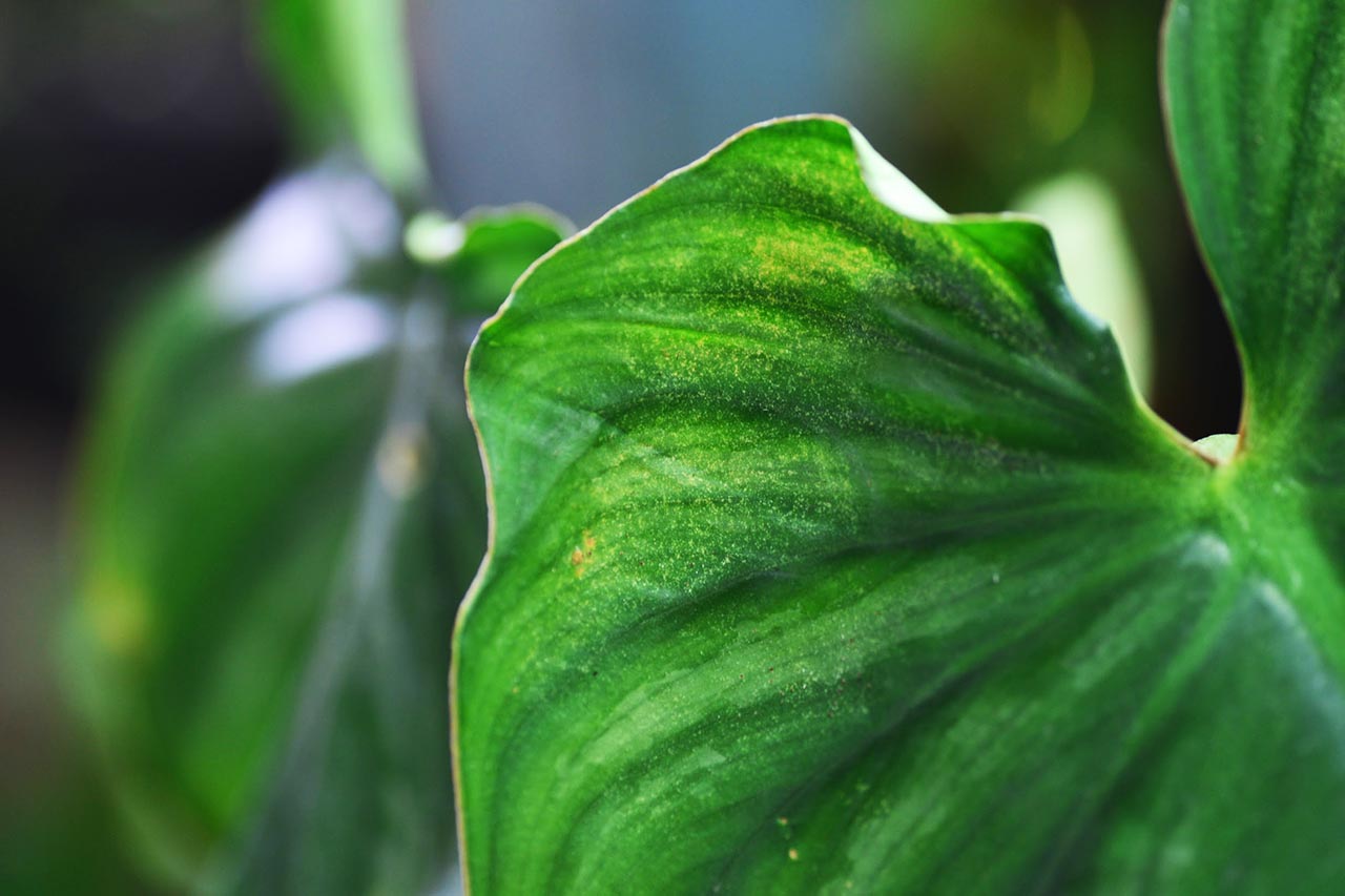 紅蜘蛛葉蟎黃葉