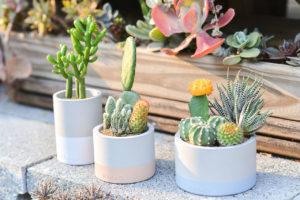 水泥設計盆栽放在花園