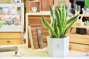 全日照？半日照？教你搞懂植物的需要！ 網路花店 byhy虎尾蘭 1280x853 03