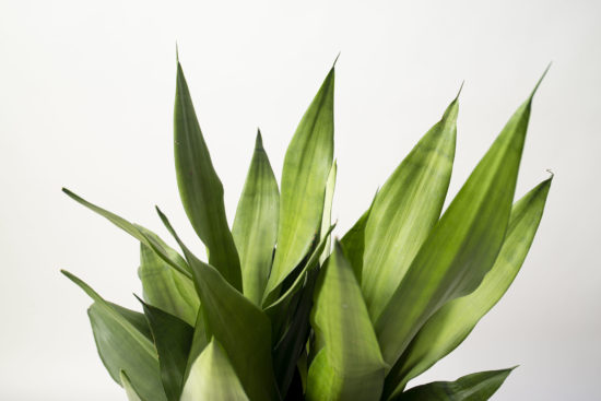 室內小盆栽推薦：低維護度植物讓你更輕鬆 落地型銀后虎尾蘭組盆 室內植物＿觀葉植物8