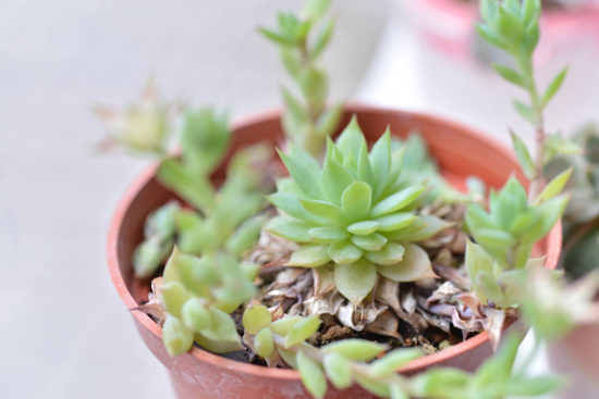 景天科多肉植物 蔓蓮 風車草屬 多肉2