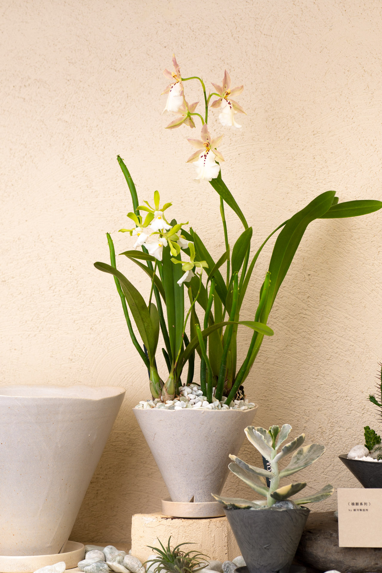 長壽花與蘭花，春節開花盆栽怎麼選？ 蘭花盆栽0