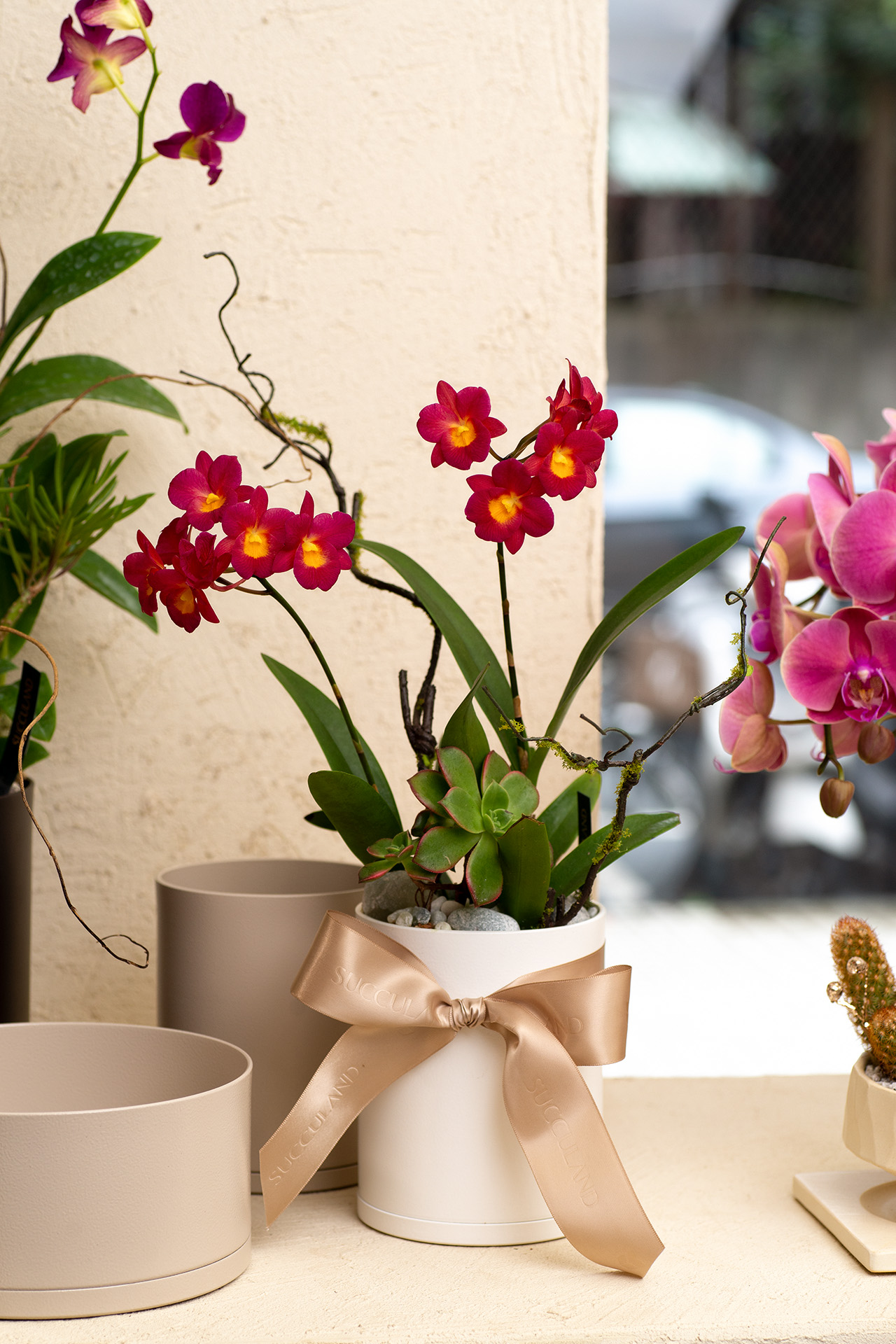 長壽花與蘭花，春節開花盆栽怎麼選？ 蘭花盆栽1