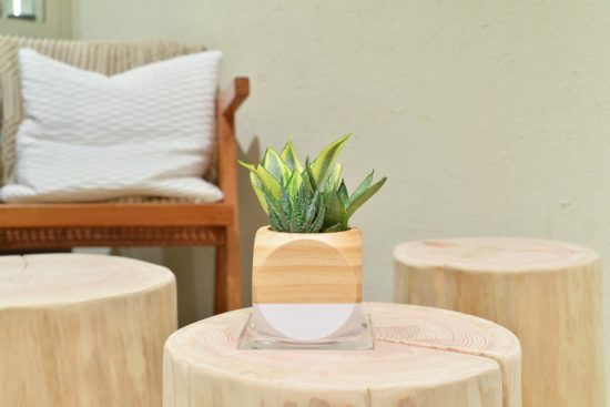 松柏是什麼？ 6 種常見松柏圖鑑，從葉子清楚看出差別 虎尾蘭木盆組合＿2021年生日禮物75