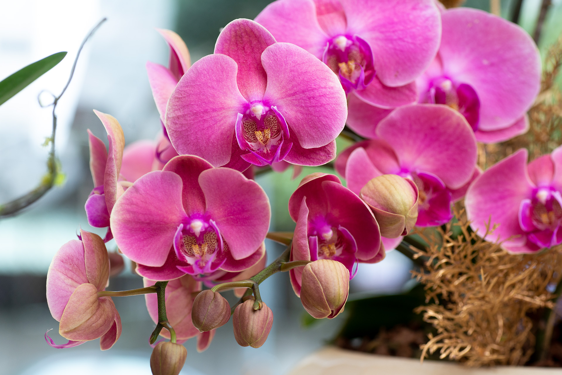 寵物友善植物推薦！ 嚴選 8 種綠意到家 蝴蝶蘭花盆栽