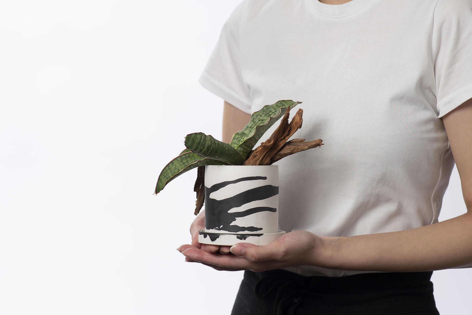 舞動斑斕桌上盆栽