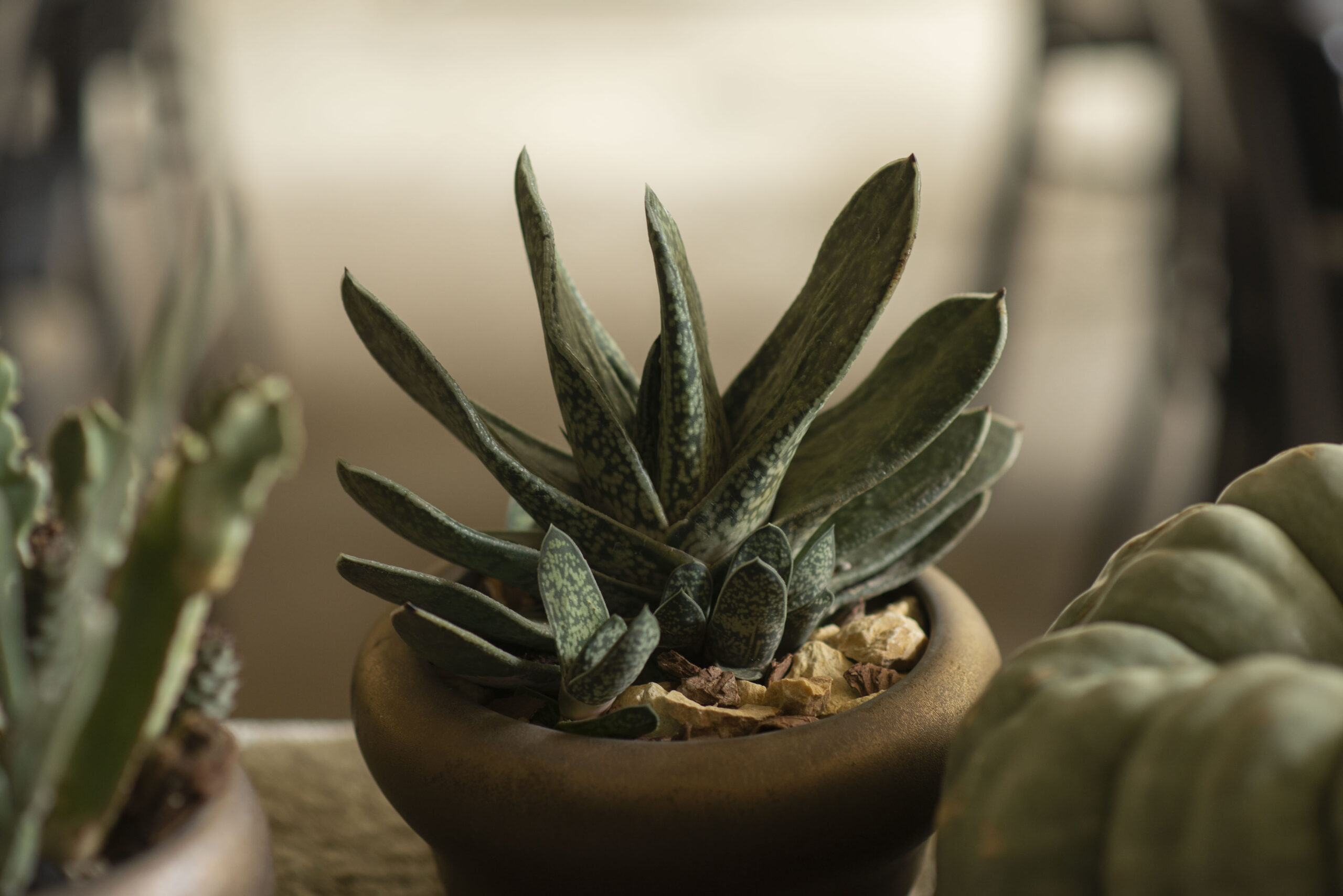 生日禮物送植物