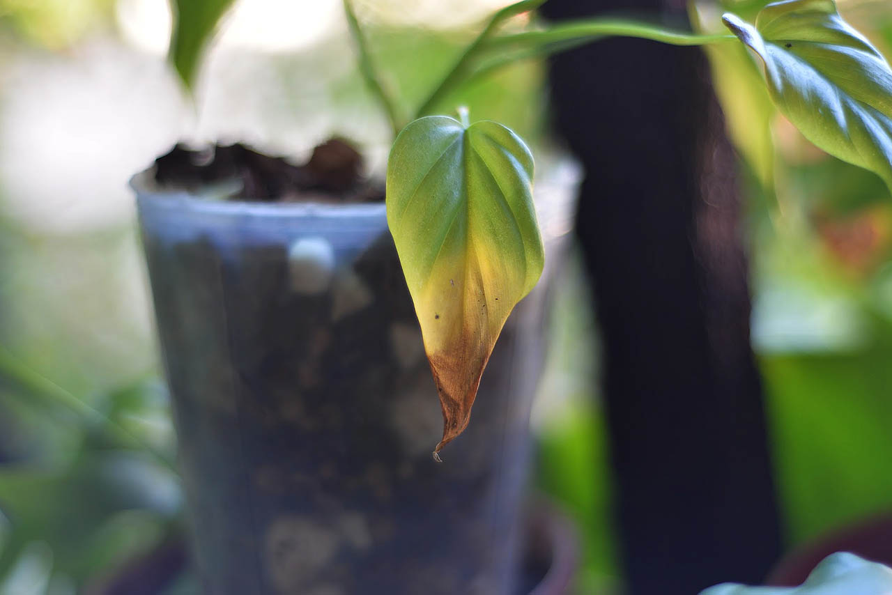 葉片缺光衰弱黃葉