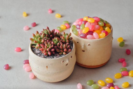 景天科多肉植物 雷根糖與虹之玉挑選 11 拷貝