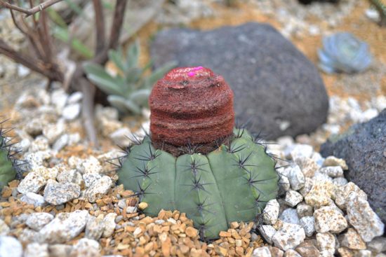 仙人掌頂樓造景