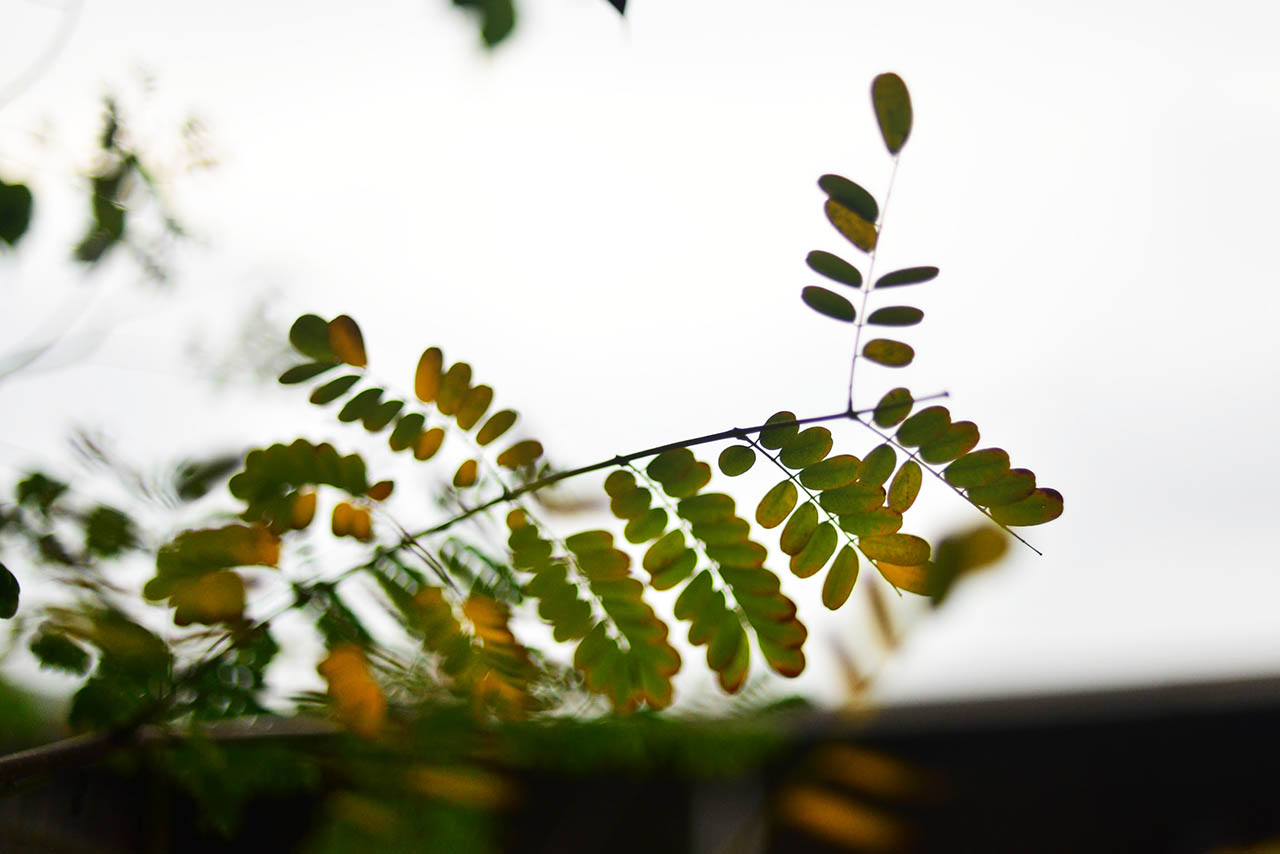 關於葉子的更多知識