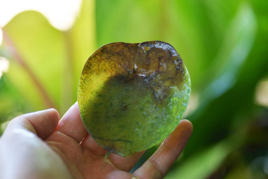 水多黃葉爛葉的照片