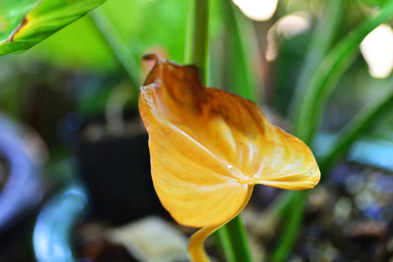 黃葉的原因與原理