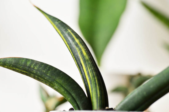 松柏是什麼？ 6 種常見松柏圖鑑，從葉子清楚看出差別 黑虎紋鮑魚錦虎尾蘭