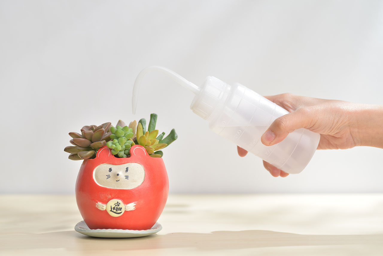 多肉Q&A：多肉植物正確澆水方式大公開 鼠勾以內 招財進寶盆4