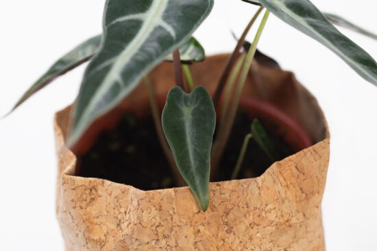 0114-alocasia觀音蓮圖鑑-小仙女幼葉