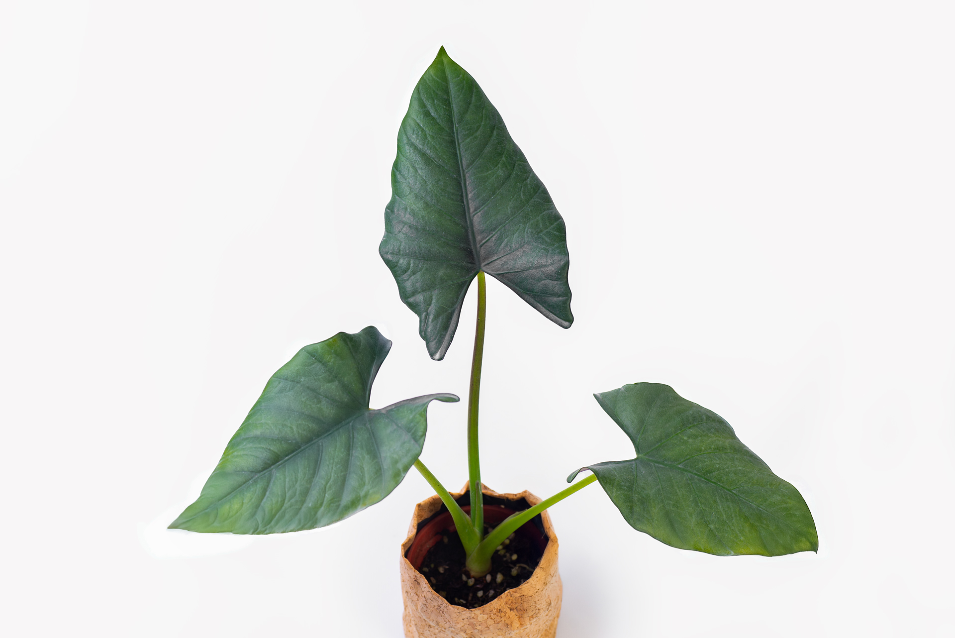 0114-alocasia觀音蓮圖鑑-瑞基女王整盆