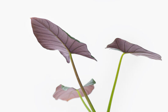 0114-alocasia觀音蓮圖鑑-瑞基葉背