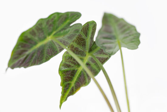 0114-alocasia觀音蓮圖鑑-瑪德蓮葉背