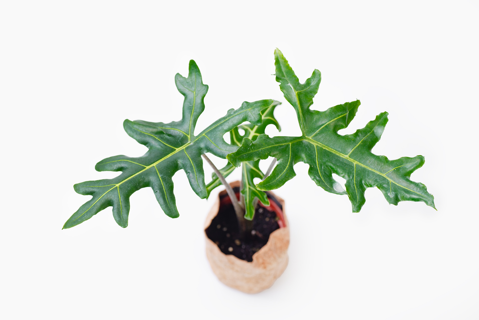 0114-alocasia觀音蓮圖鑑-菩提整盆023